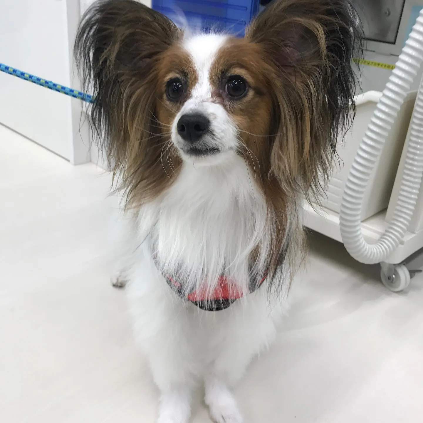 【ペットホテル 犬ちゃん】