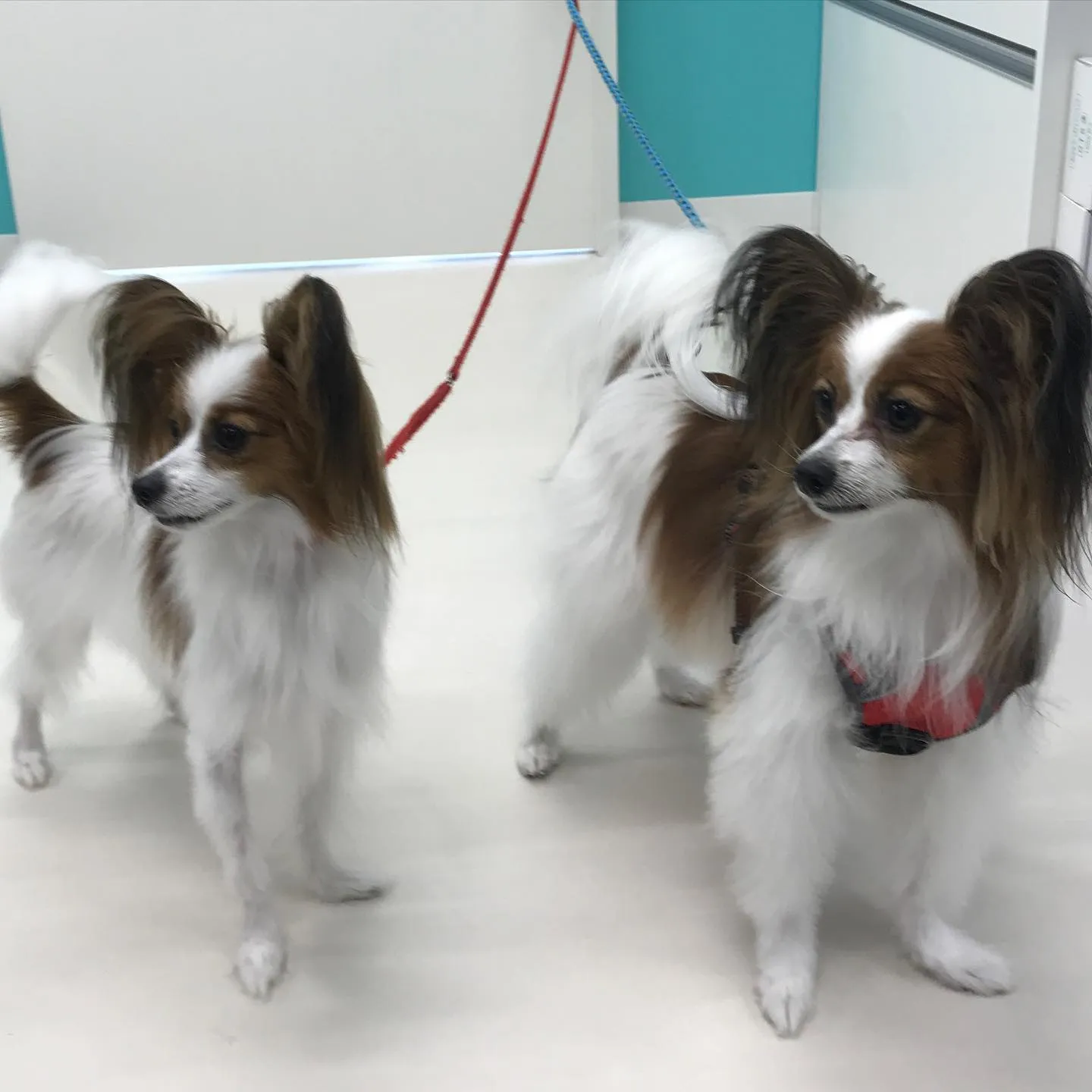 【ペットホテル 犬ちゃん】