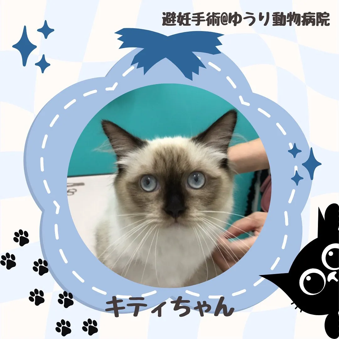 【避妊手術　猫ちゃん】