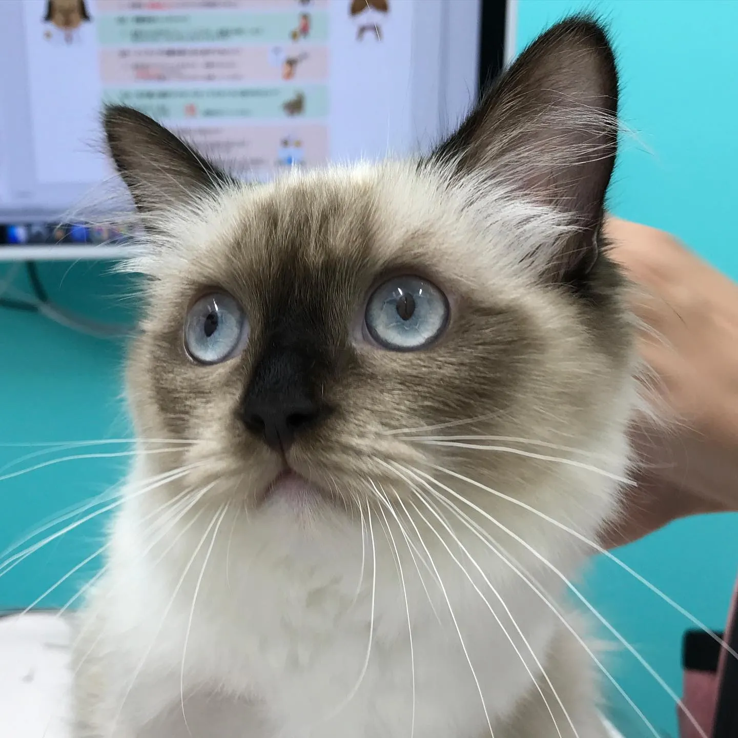 【避妊手術　猫ちゃん】