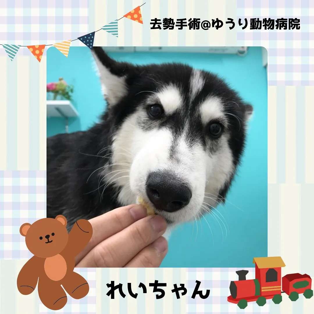 【去勢手術 犬ちゃん】
