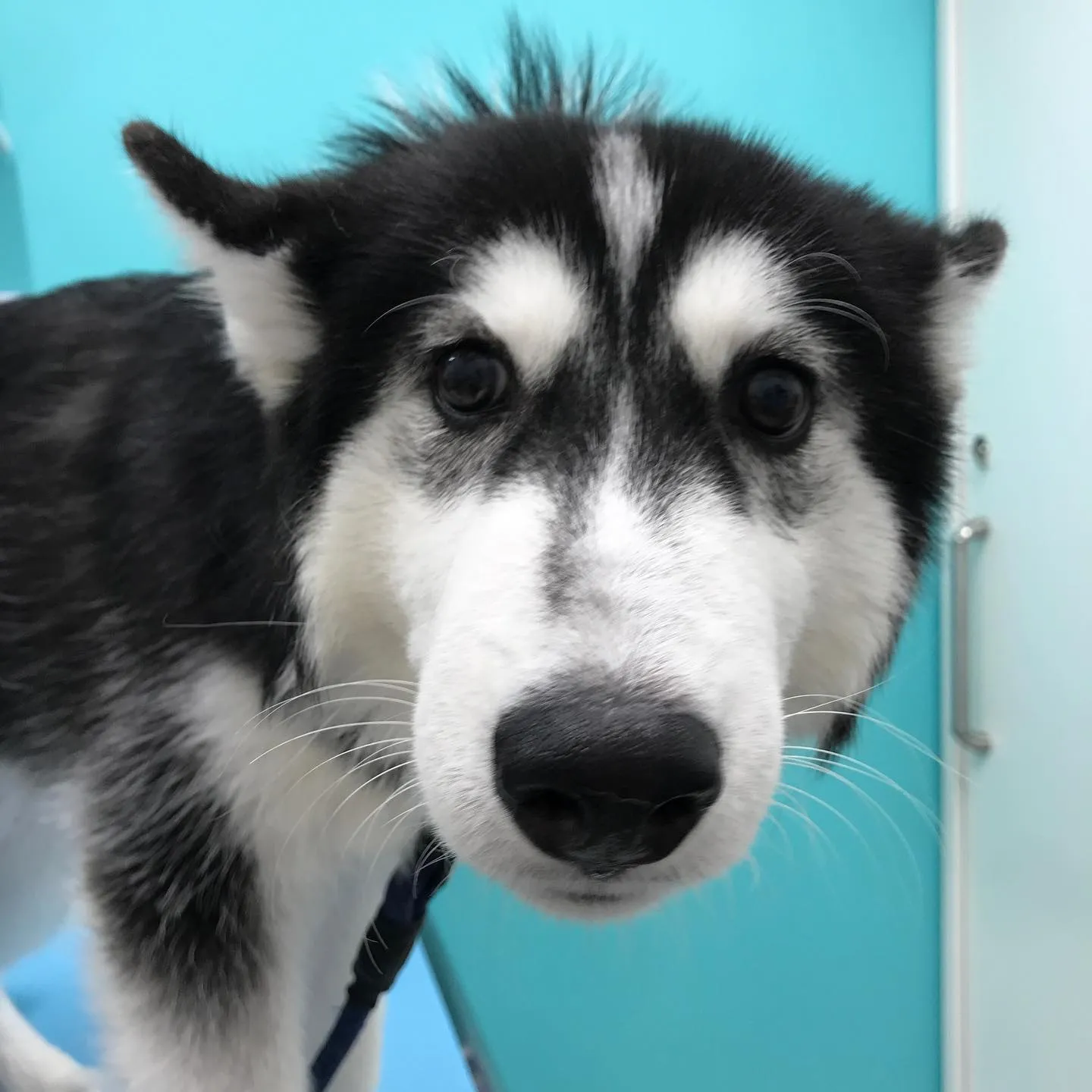 【去勢手術 犬ちゃん】