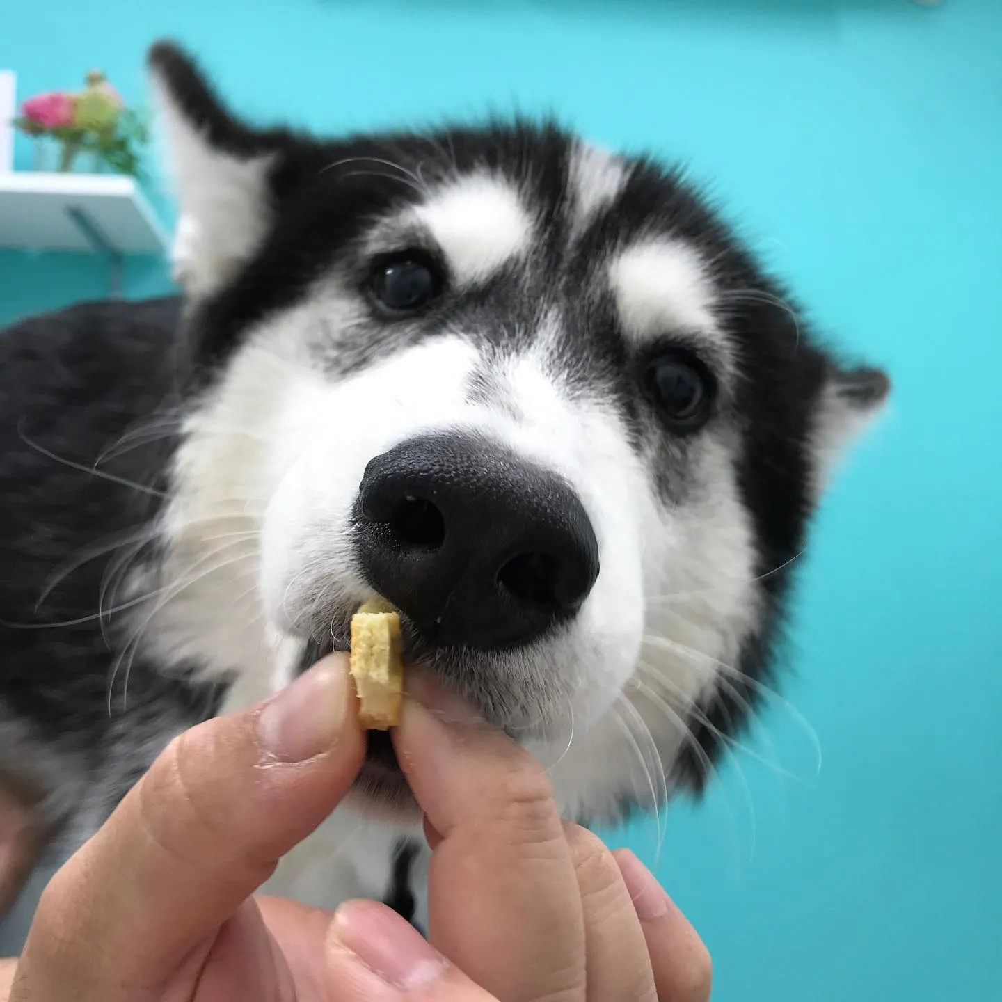 【去勢手術 犬ちゃん】