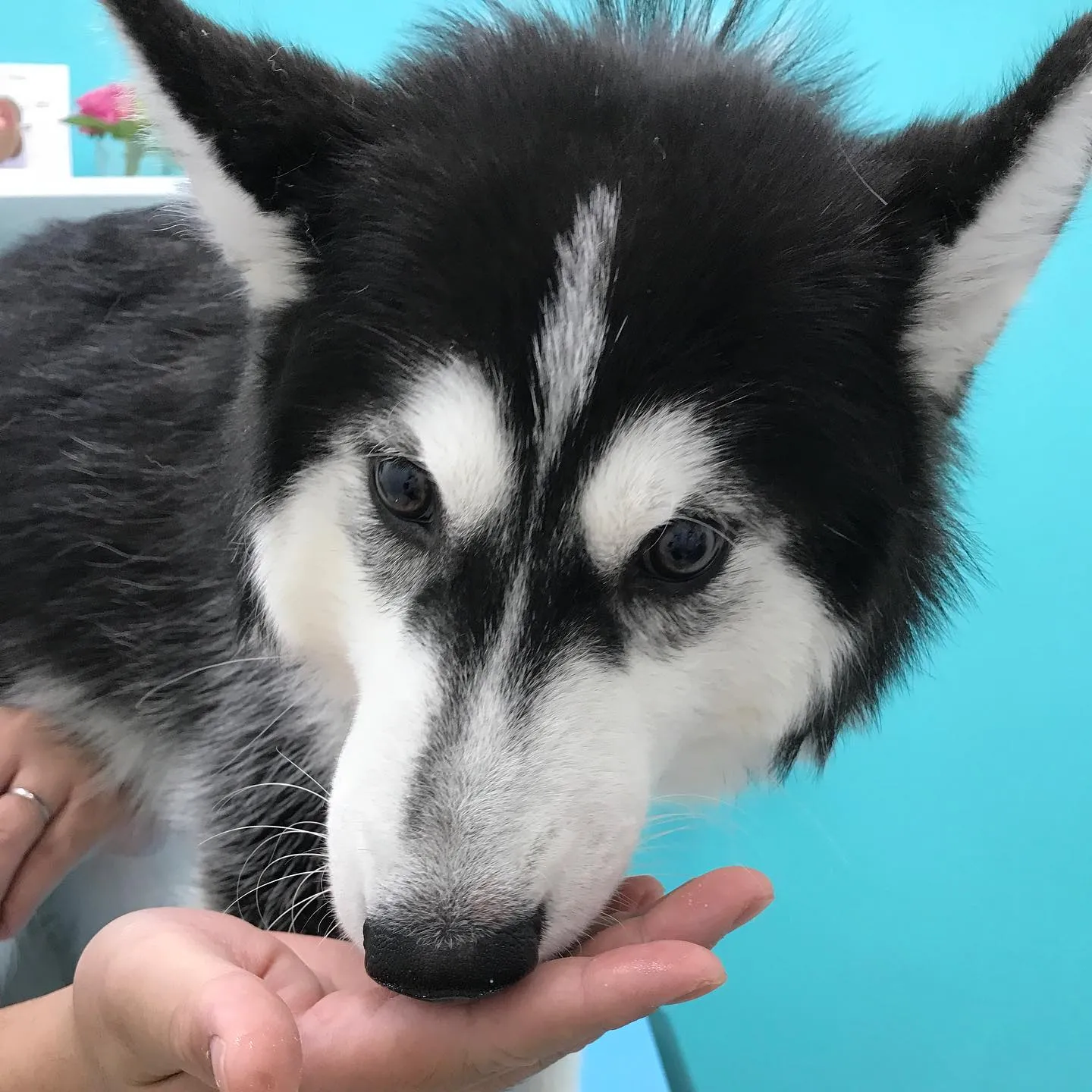 【去勢手術 犬ちゃん】