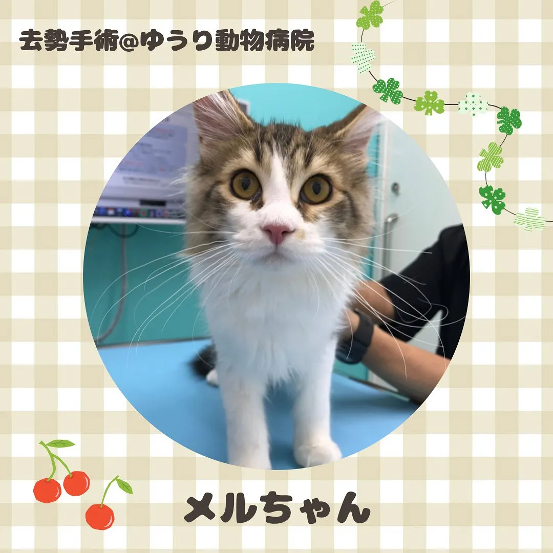 【去勢手術　猫ちゃん】