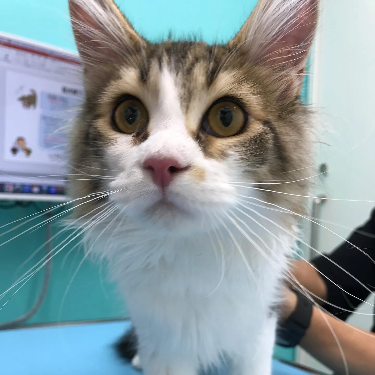 【去勢手術　猫ちゃん】