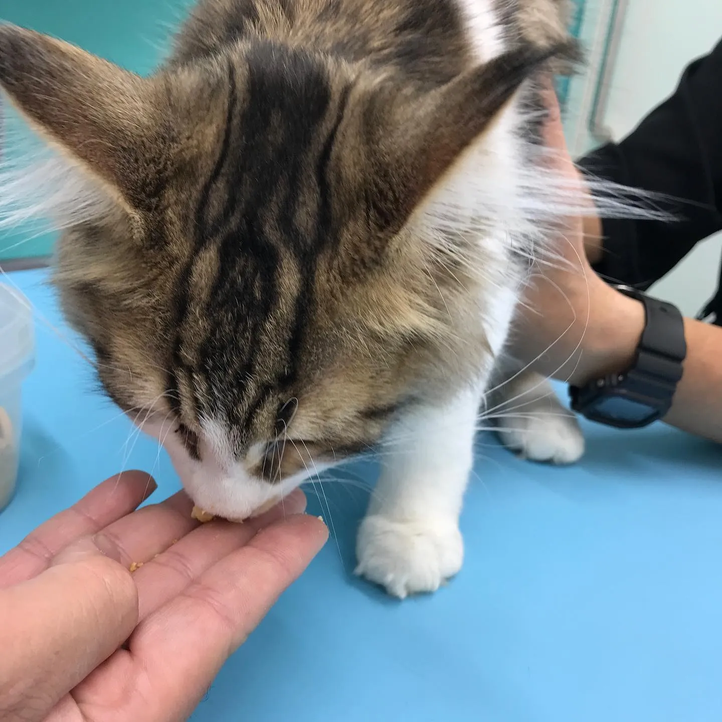 【去勢手術　猫ちゃん】