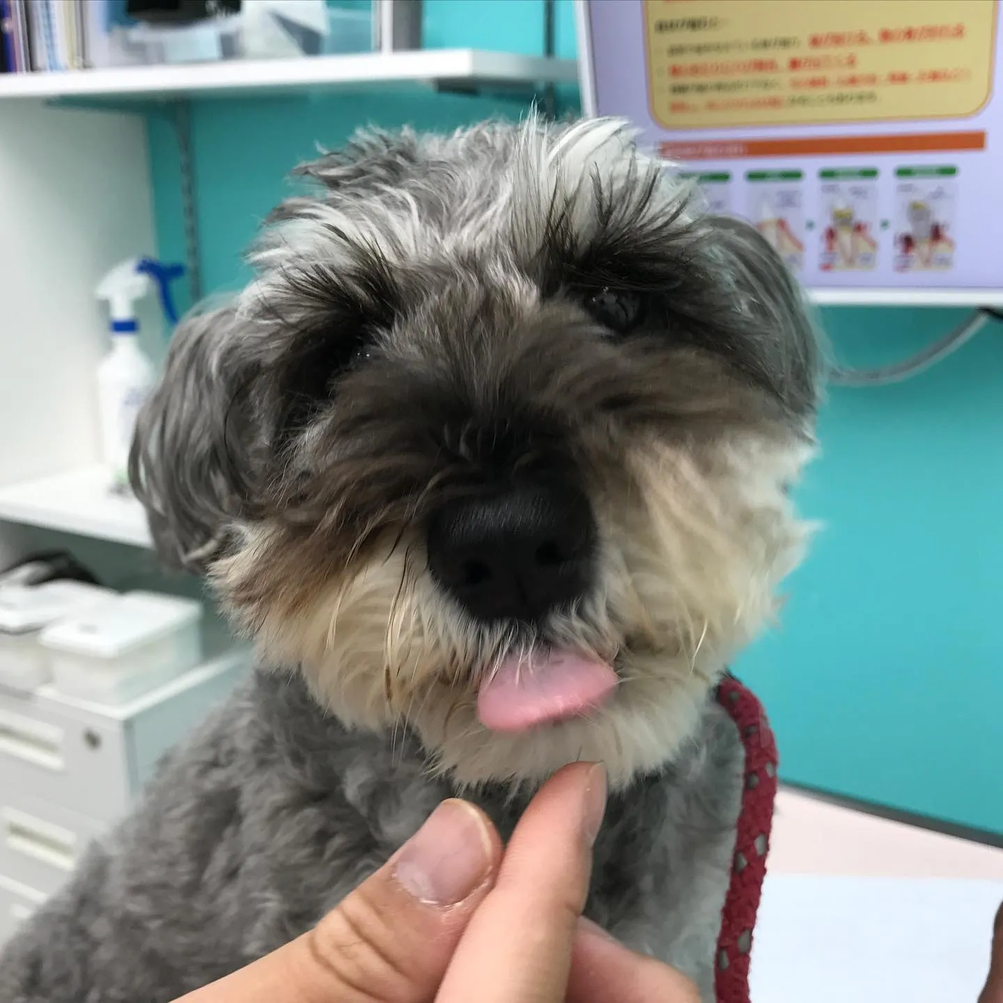 【体表腫瘤切除 犬ちゃん】