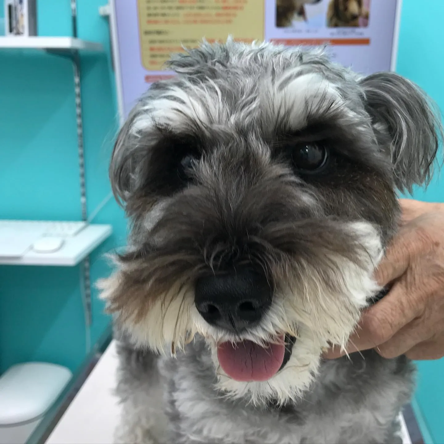 【体表腫瘤切除 犬ちゃん】