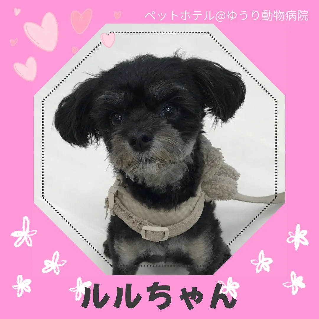 【ペットホテル　犬ちゃん】