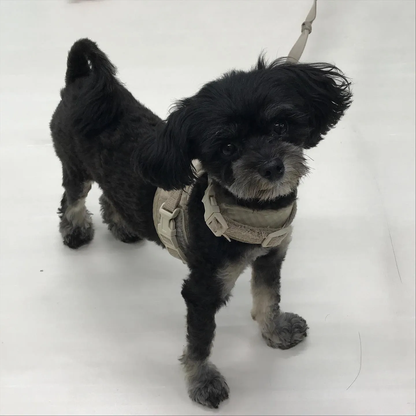 【ペットホテル　犬ちゃん】