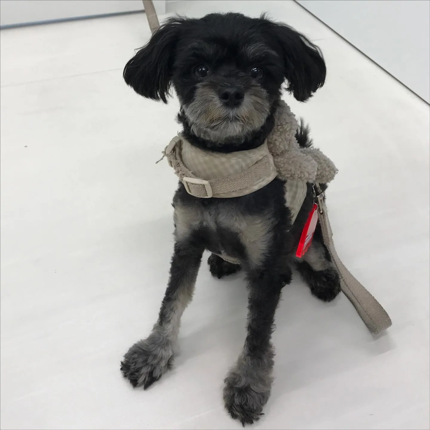 【ペットホテル　犬ちゃん】