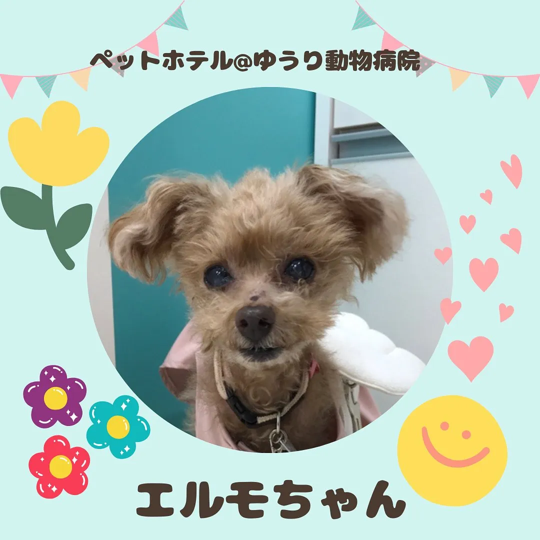 【ペットホテル　犬ちゃん】