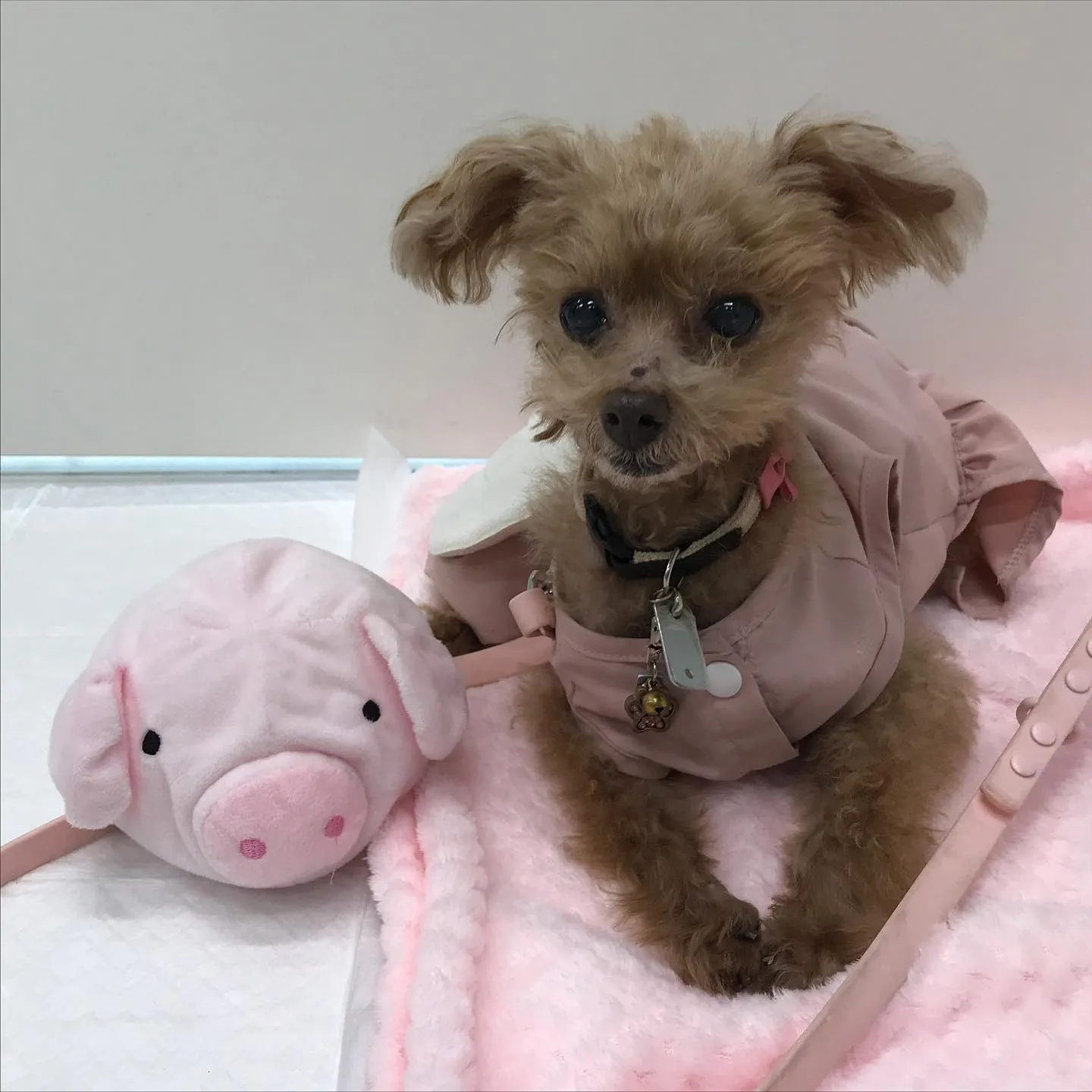 【ペットホテル　犬ちゃん】