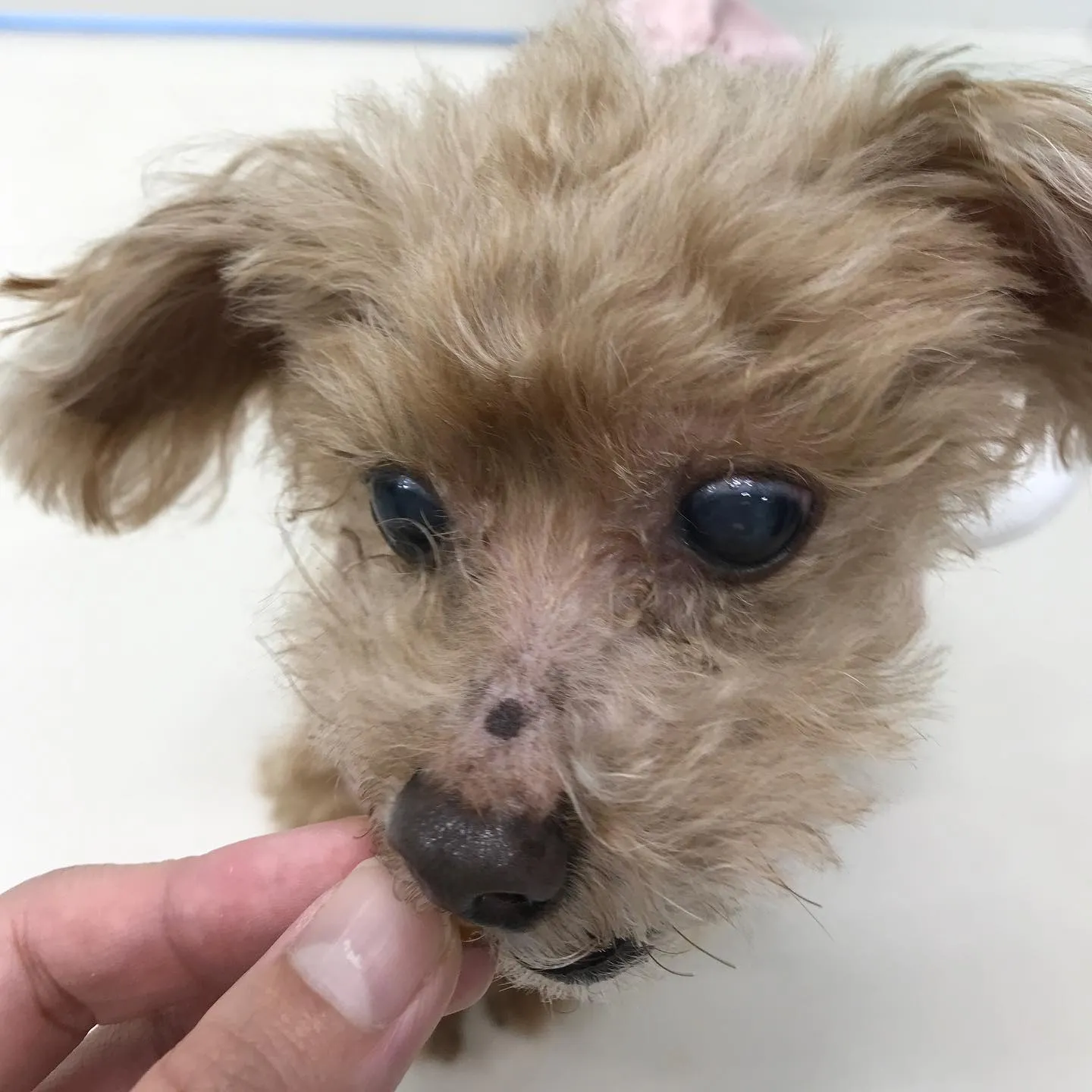 【ペットホテル　犬ちゃん】