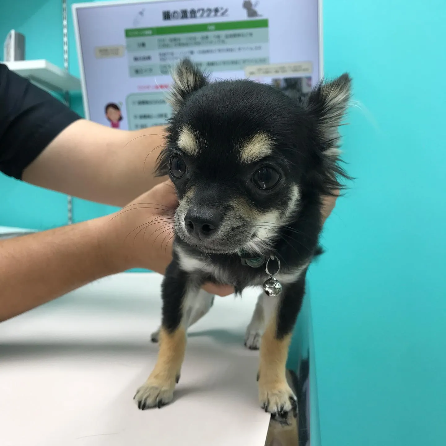 【去勢手術　犬ちゃん】