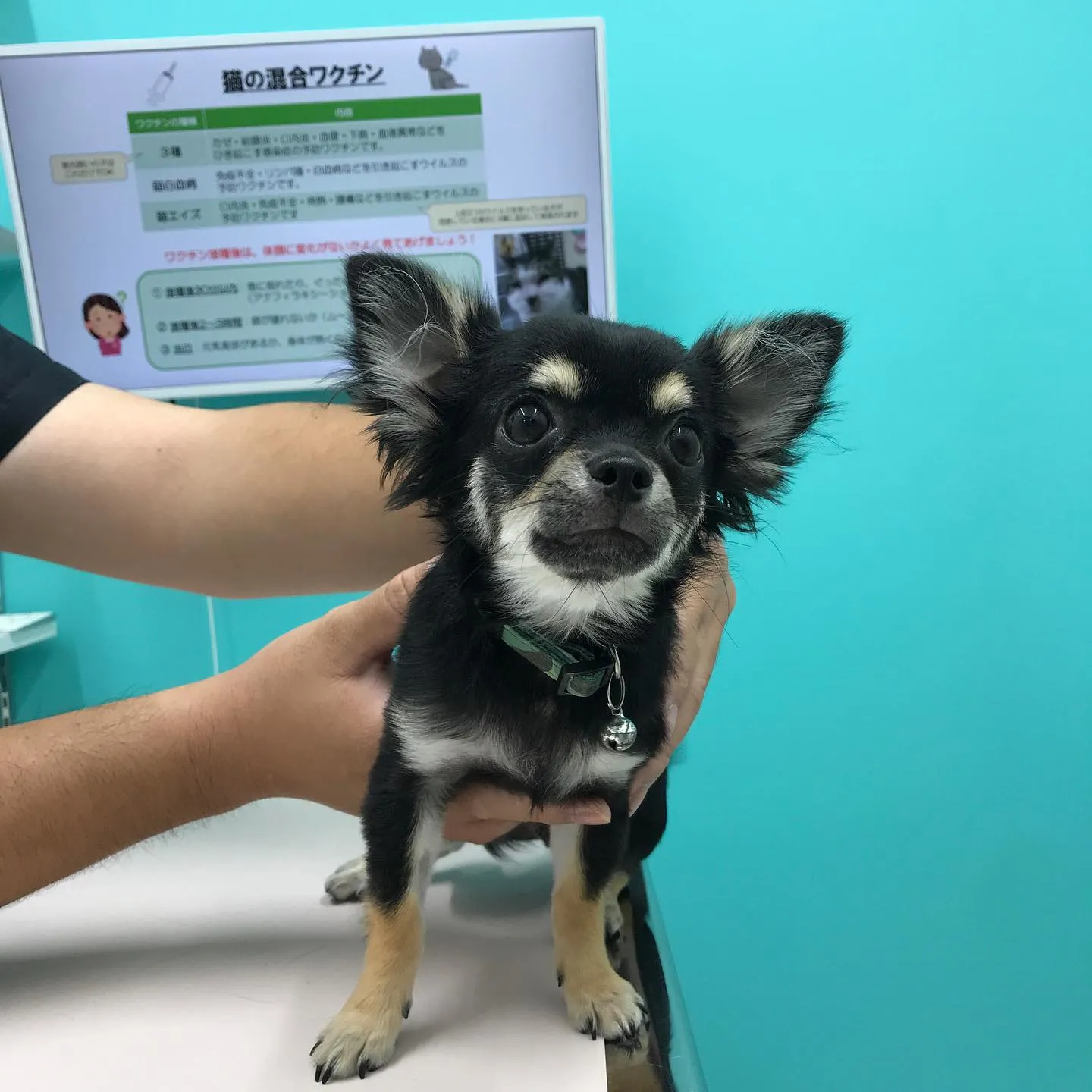 【去勢手術　犬ちゃん】