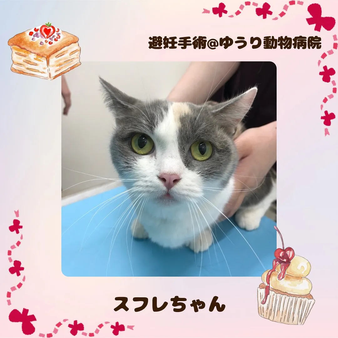 【避妊手術 猫ちゃん】