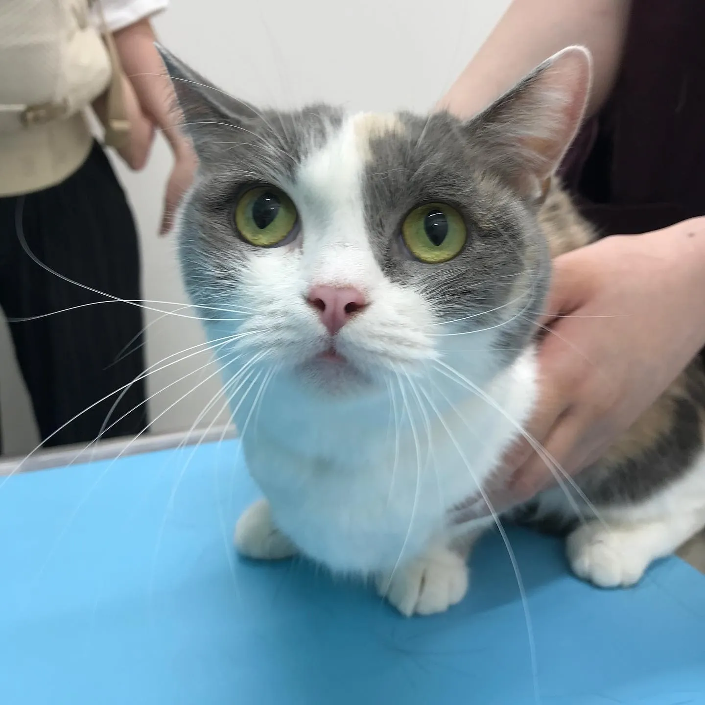 【避妊手術 猫ちゃん】