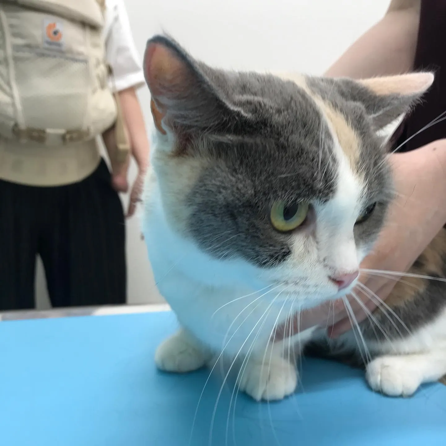 【避妊手術 猫ちゃん】