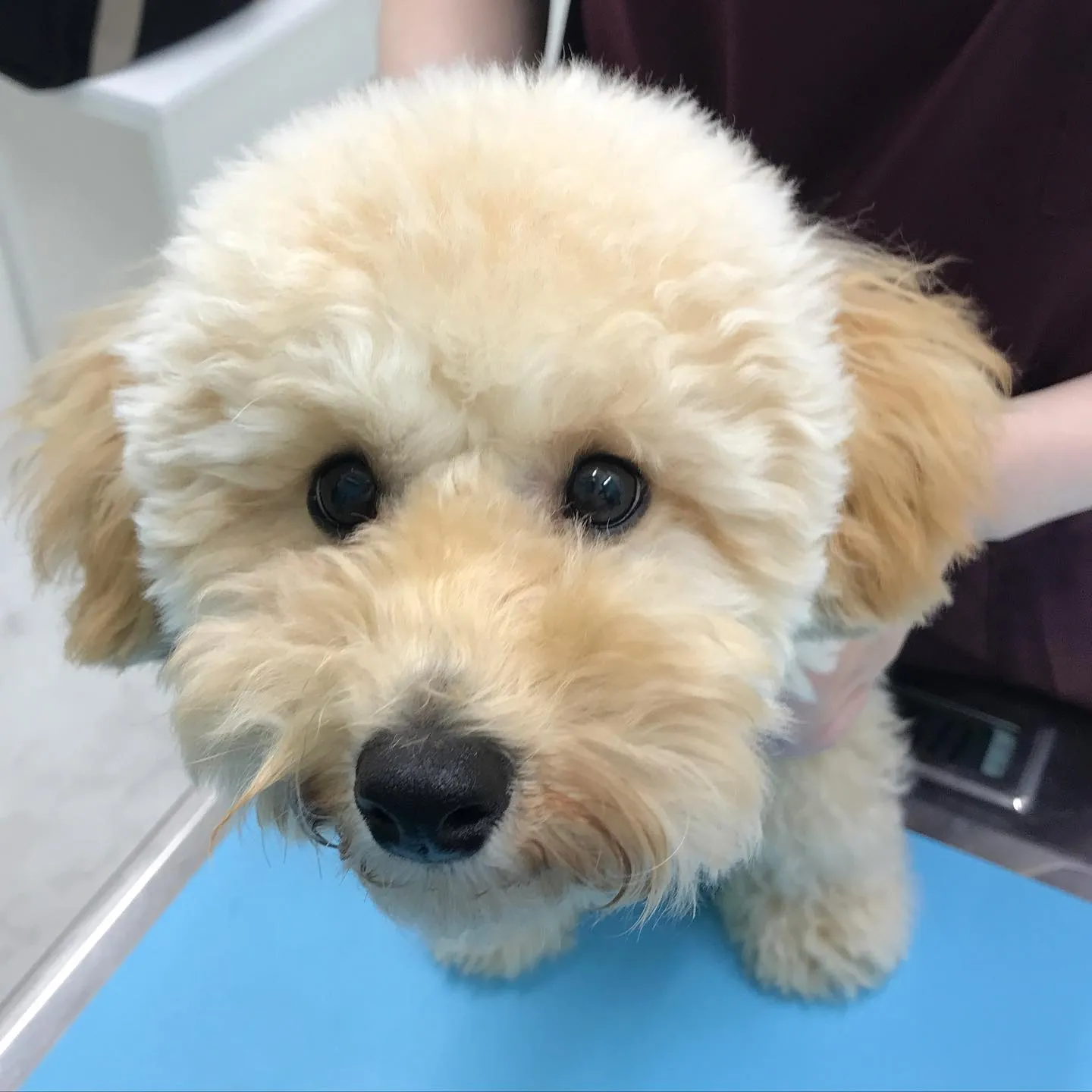 【去勢手術 犬ちゃん】