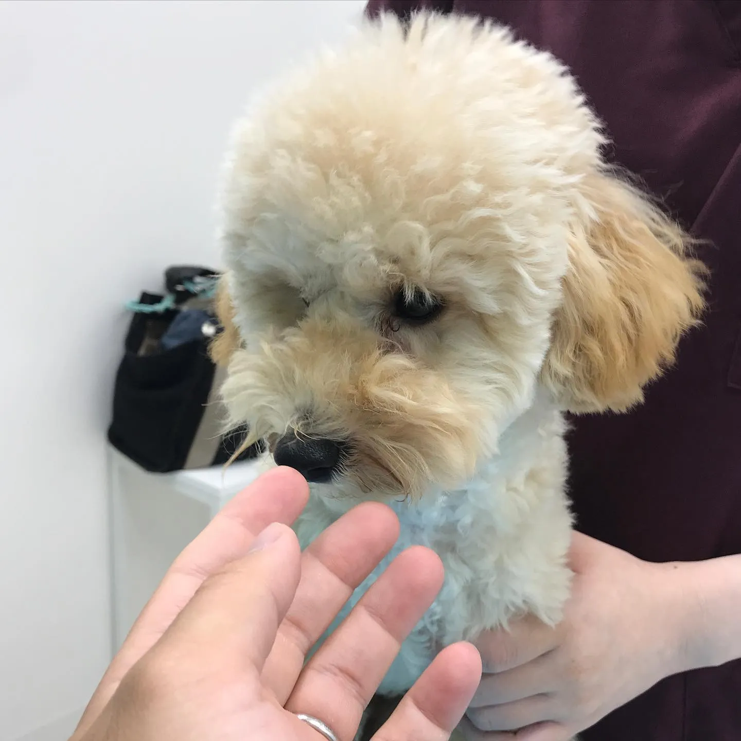 【去勢手術 犬ちゃん】