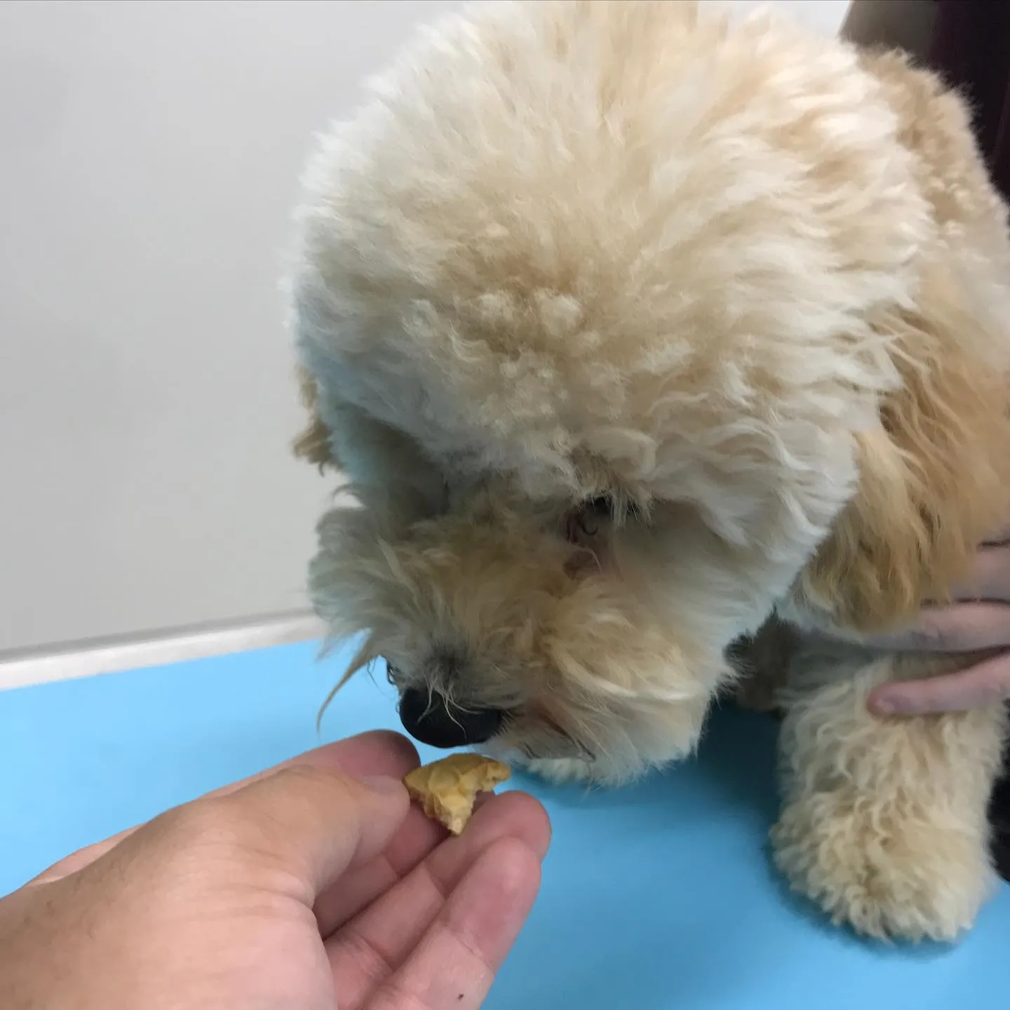 【去勢手術 犬ちゃん】