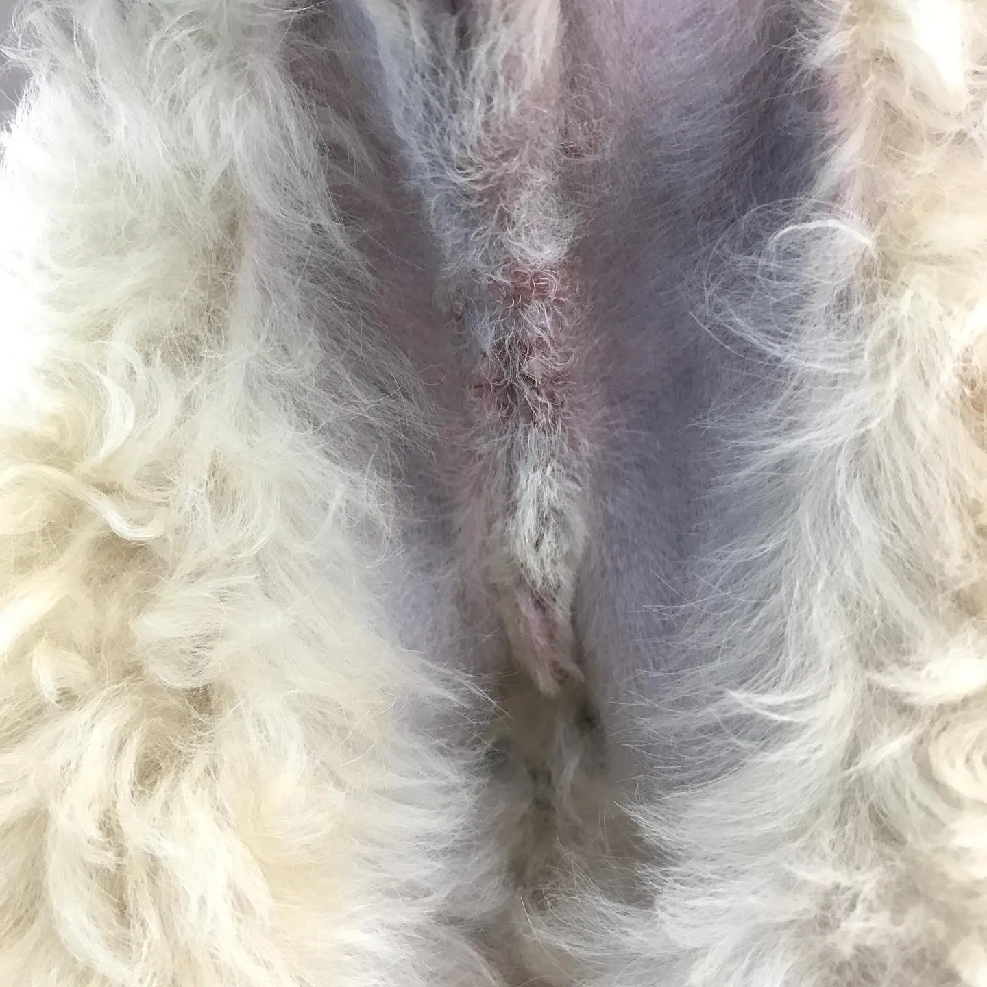 【去勢手術 犬ちゃん】