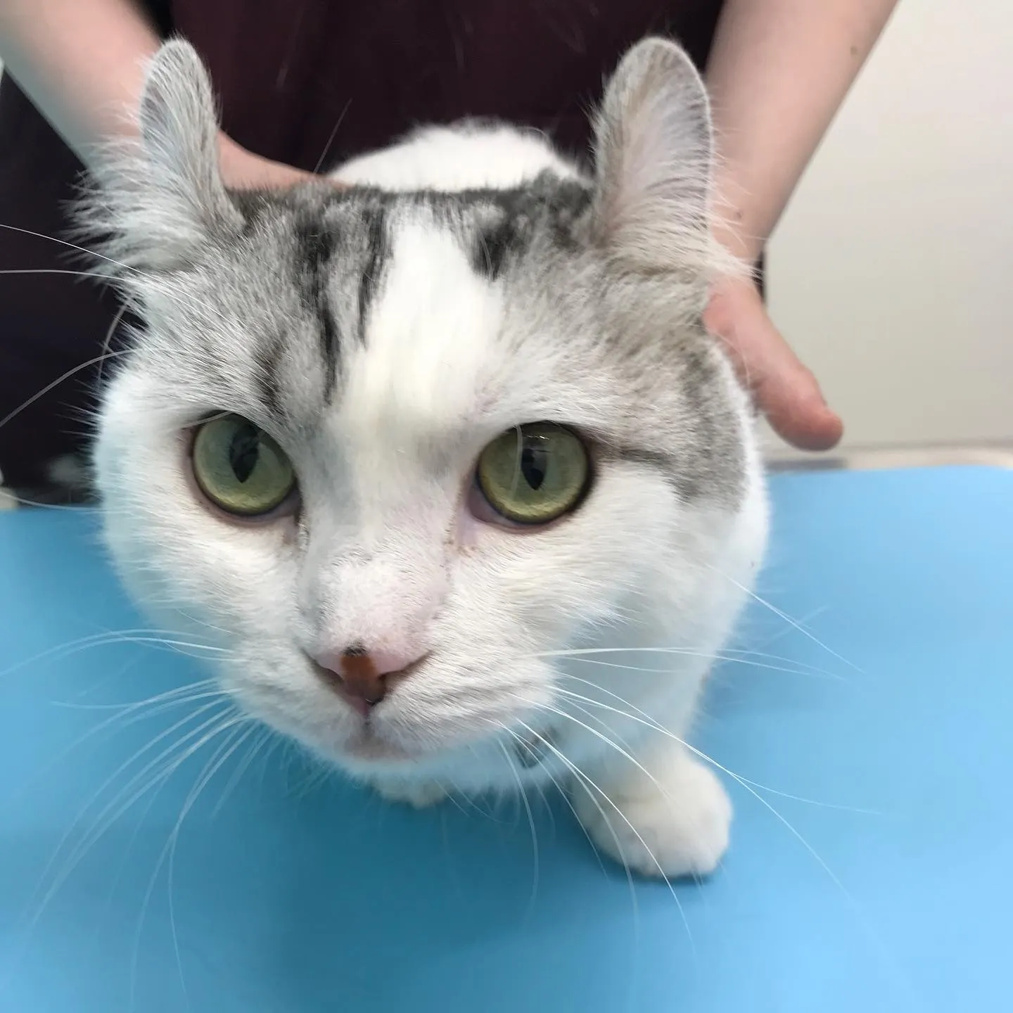 【口腔内腫瘤切除&歯科処置 猫ちゃん】