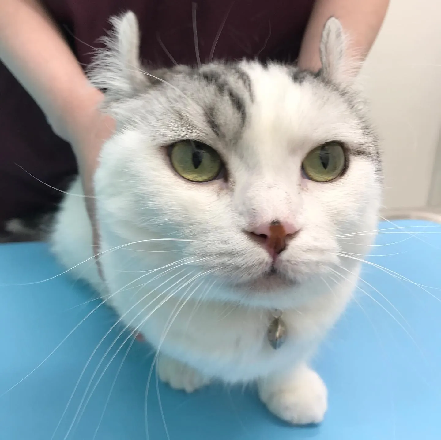 【口腔内腫瘤切除&歯科処置 猫ちゃん】