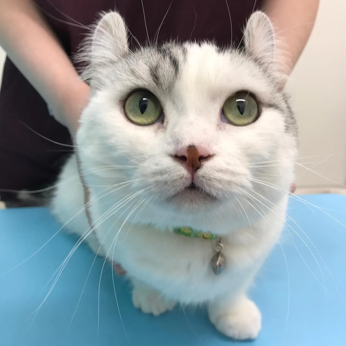 【口腔内腫瘤切除&歯科処置 猫ちゃん】