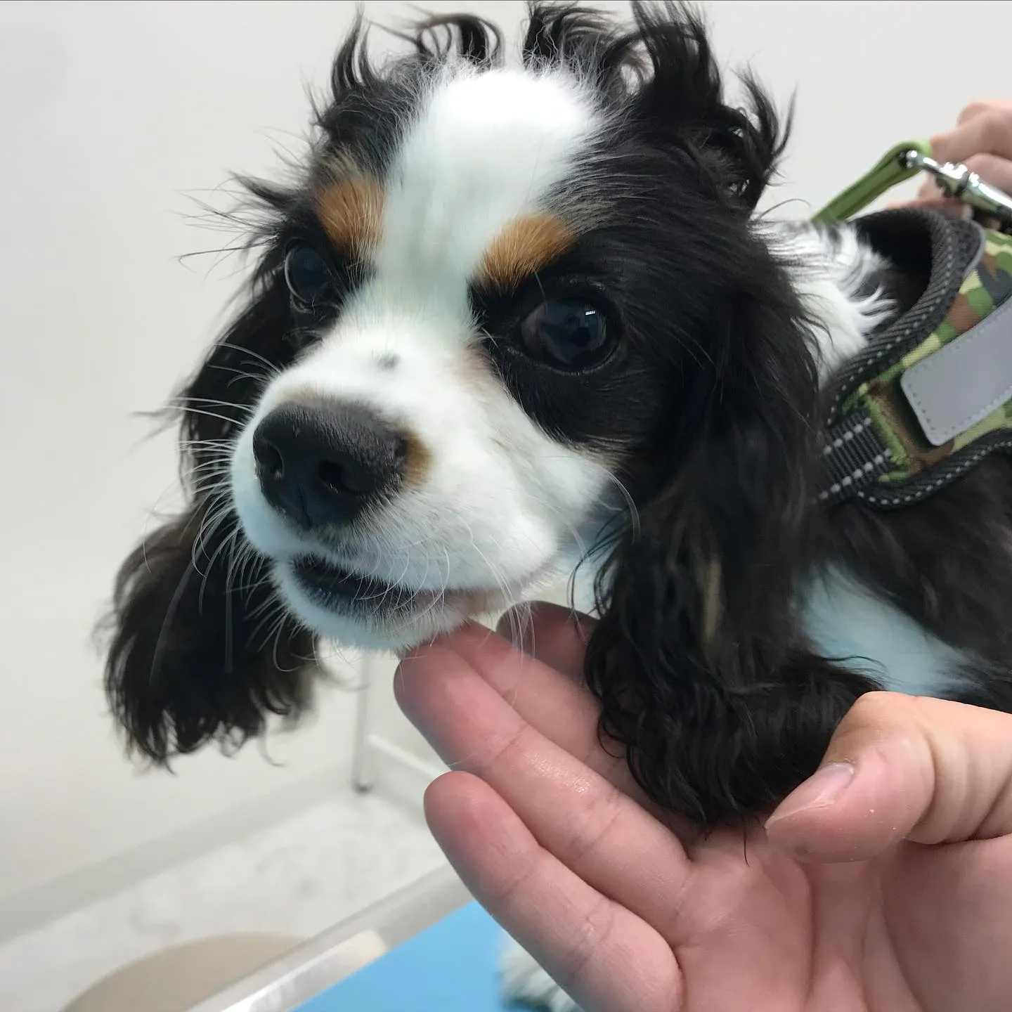 こんにちは＾＾