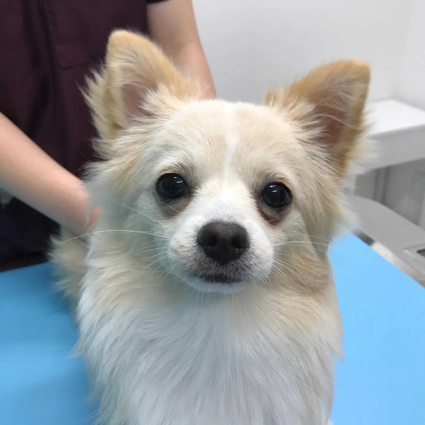 【手術 犬ちゃん】