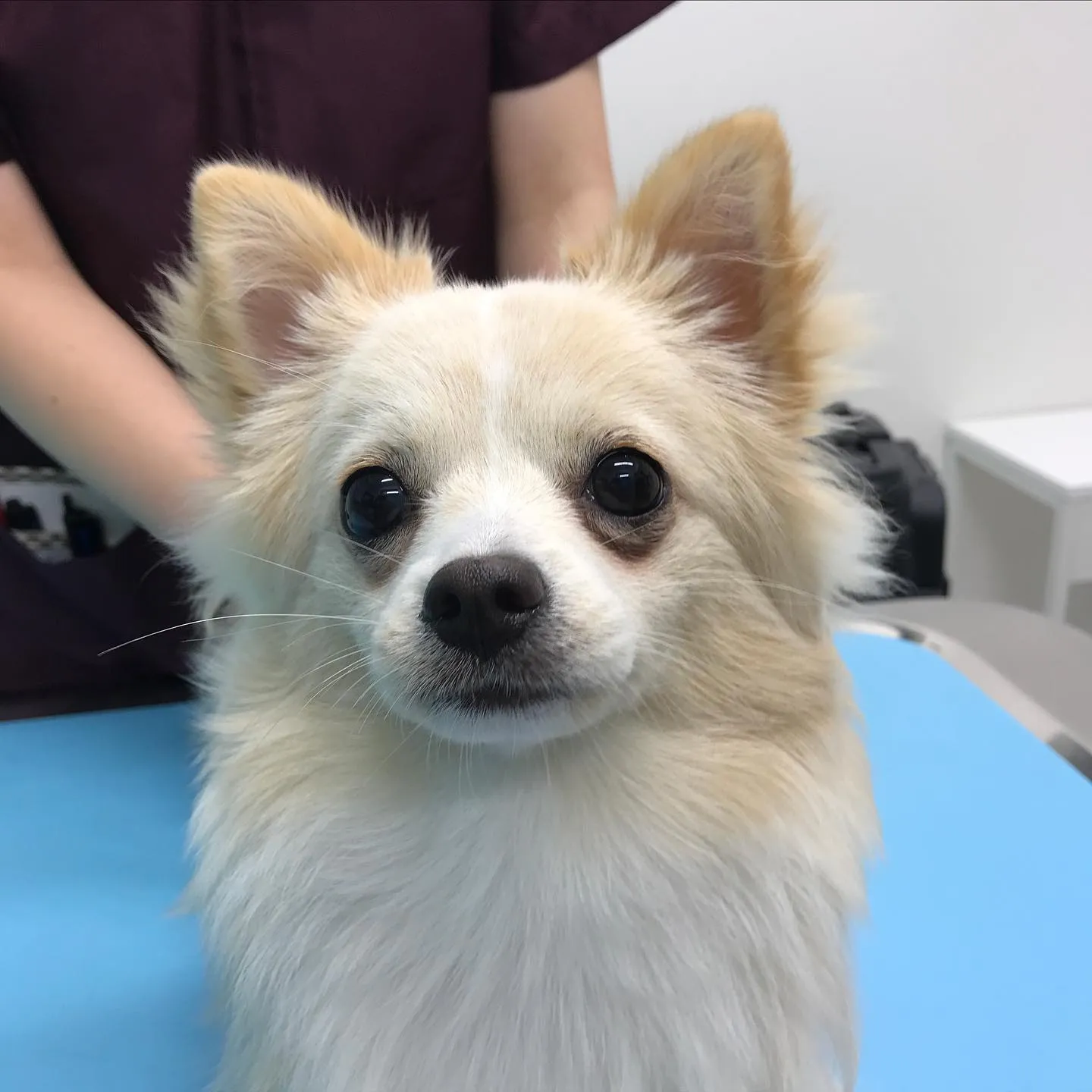 【手術 犬ちゃん】