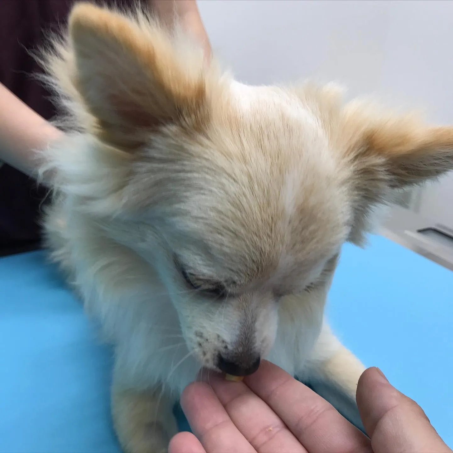 【手術 犬ちゃん】