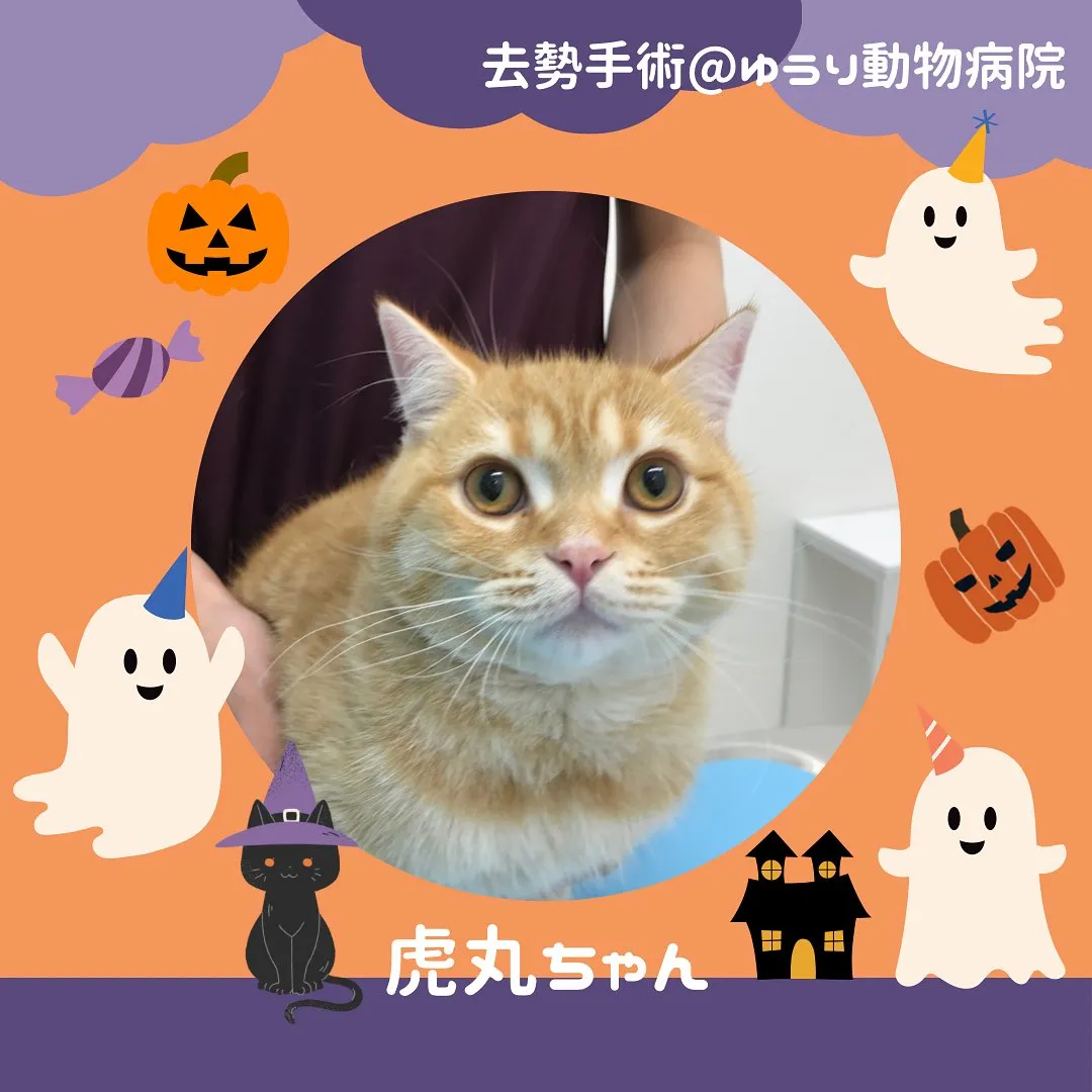 【去勢手術　猫ちゃん】