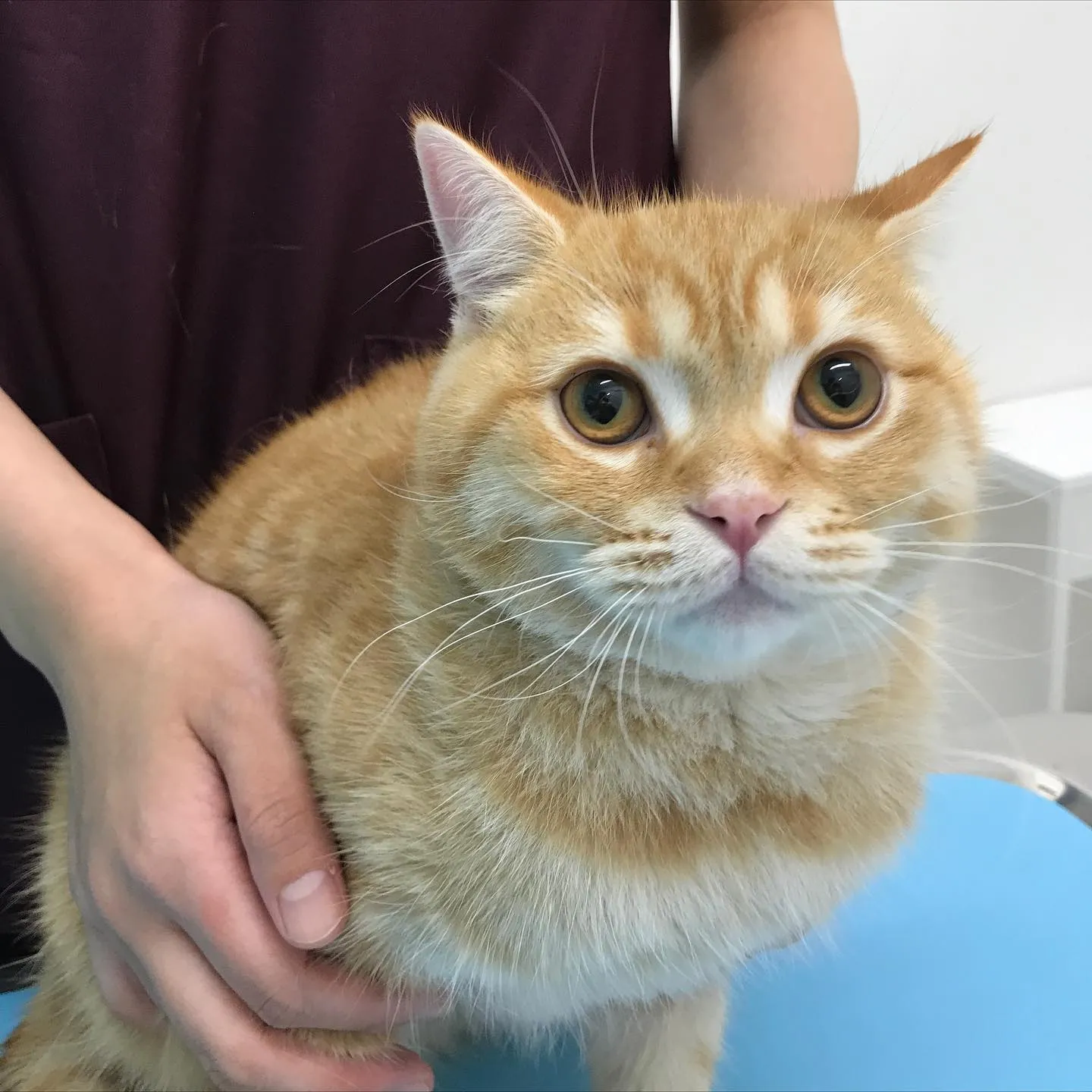 【去勢手術　猫ちゃん】