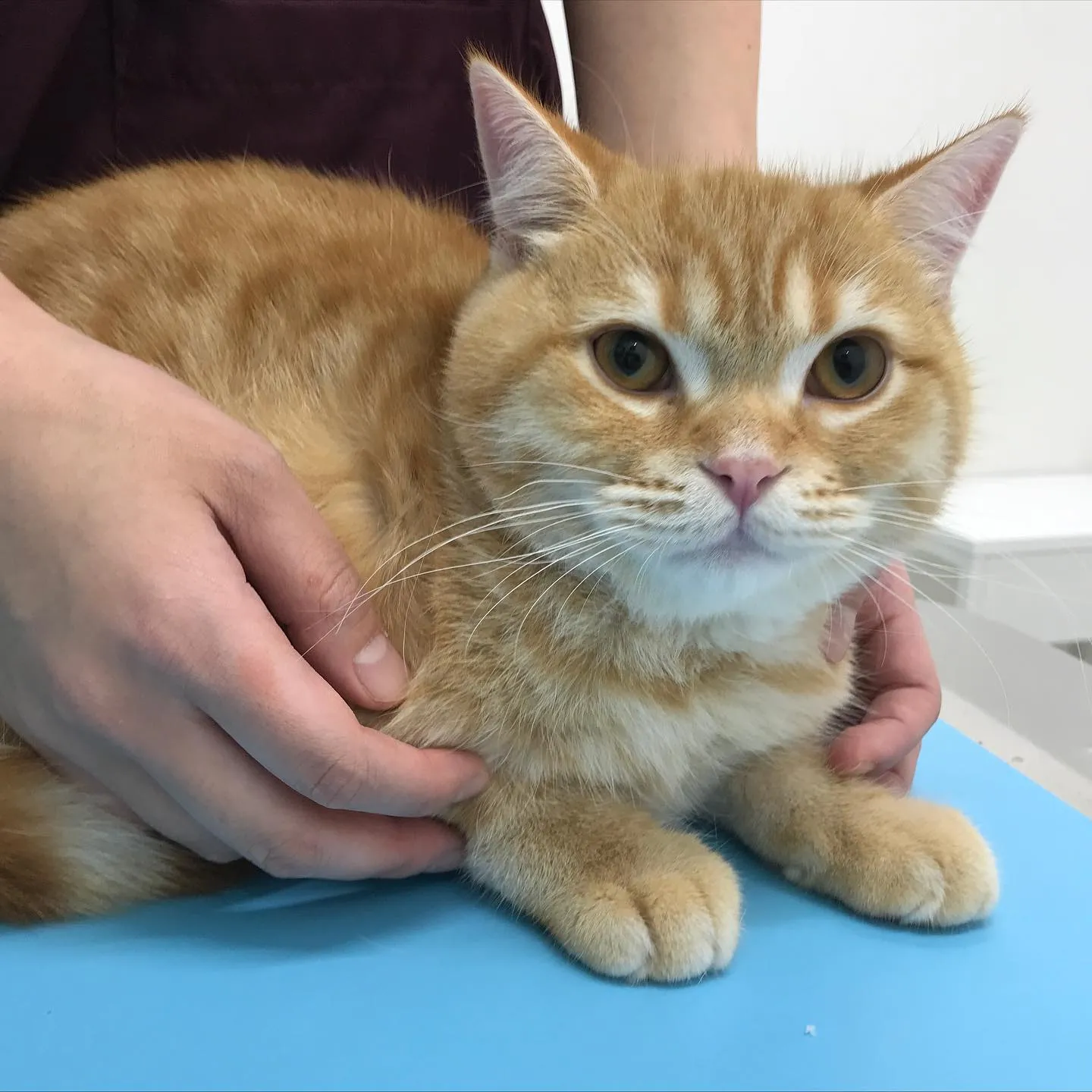 【去勢手術　猫ちゃん】