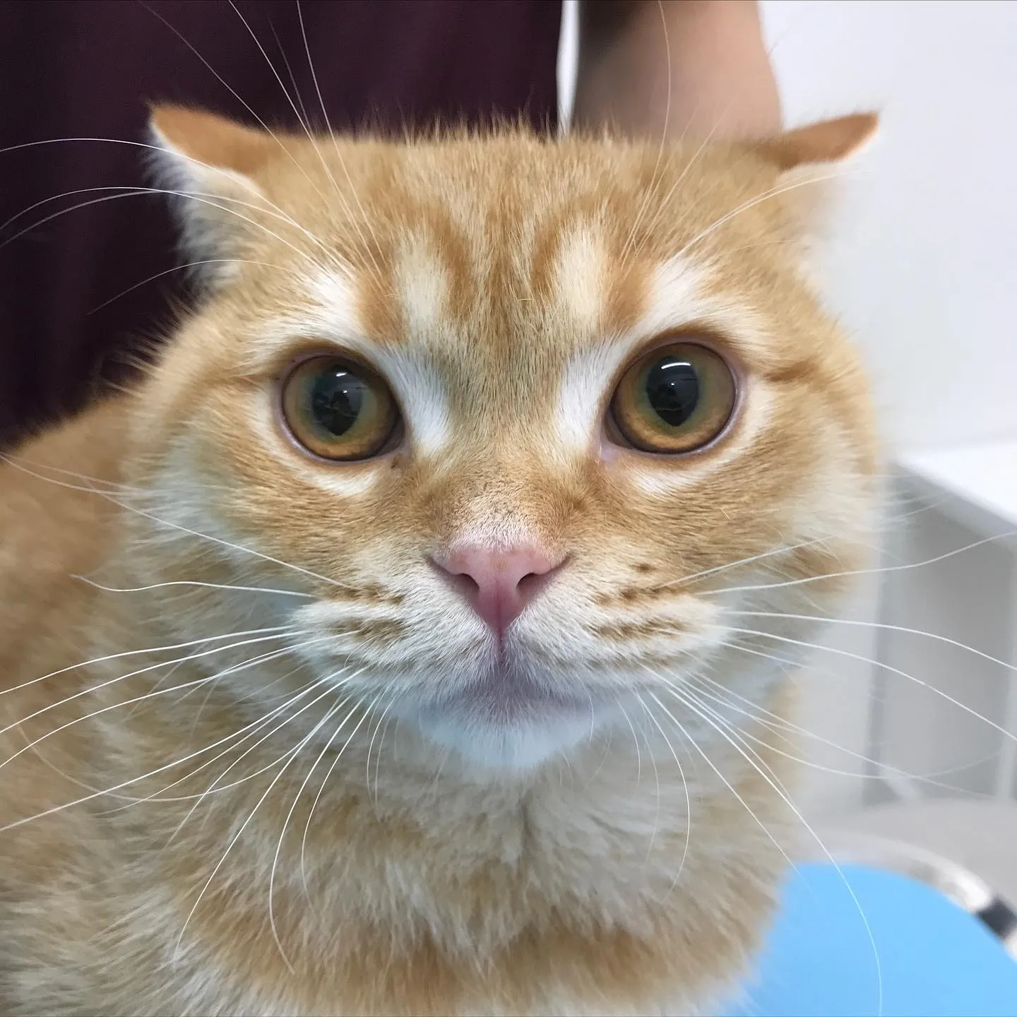 【去勢手術　猫ちゃん】