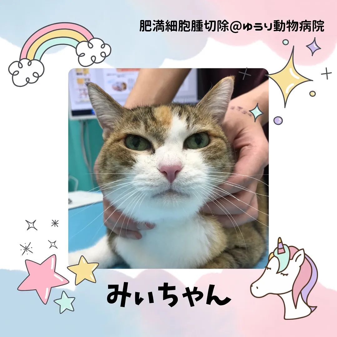 【肥満細胞腫切除　猫ちゃん】