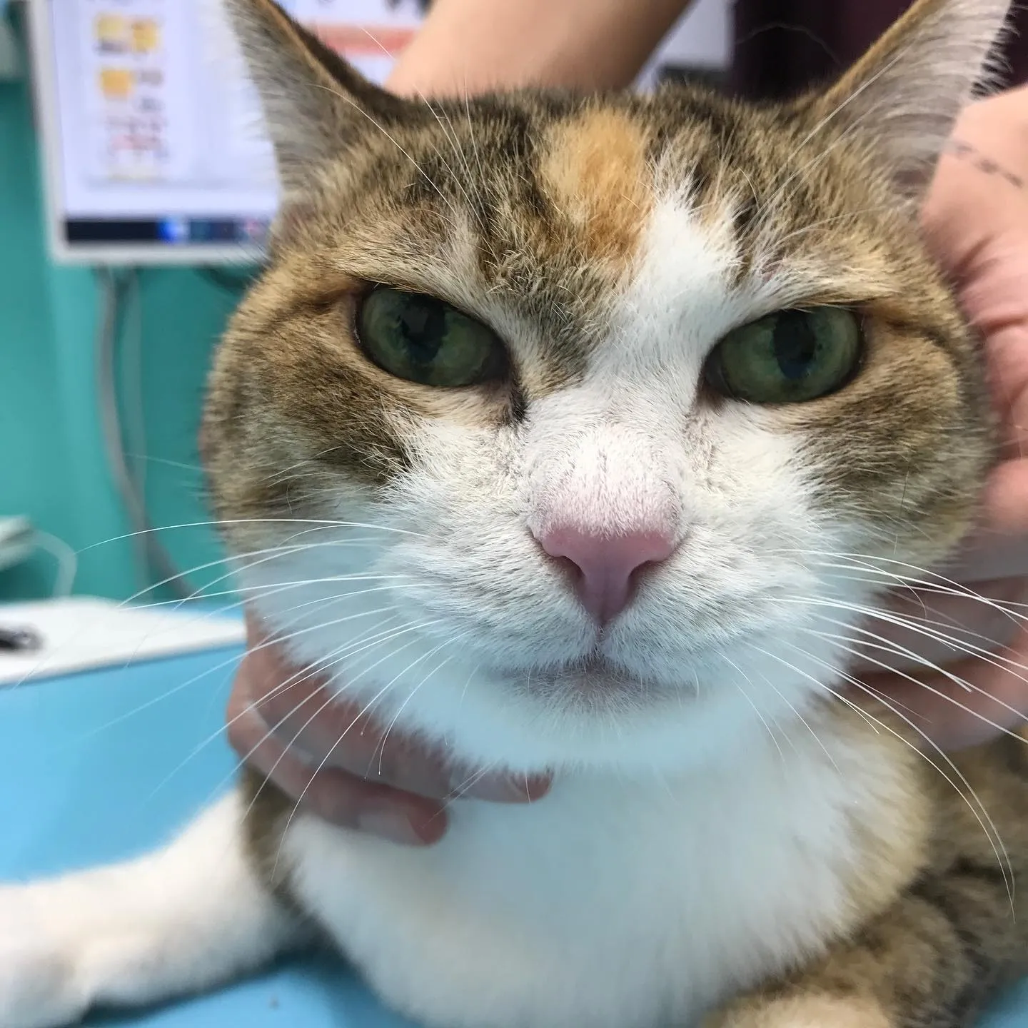 【肥満細胞腫切除　猫ちゃん】