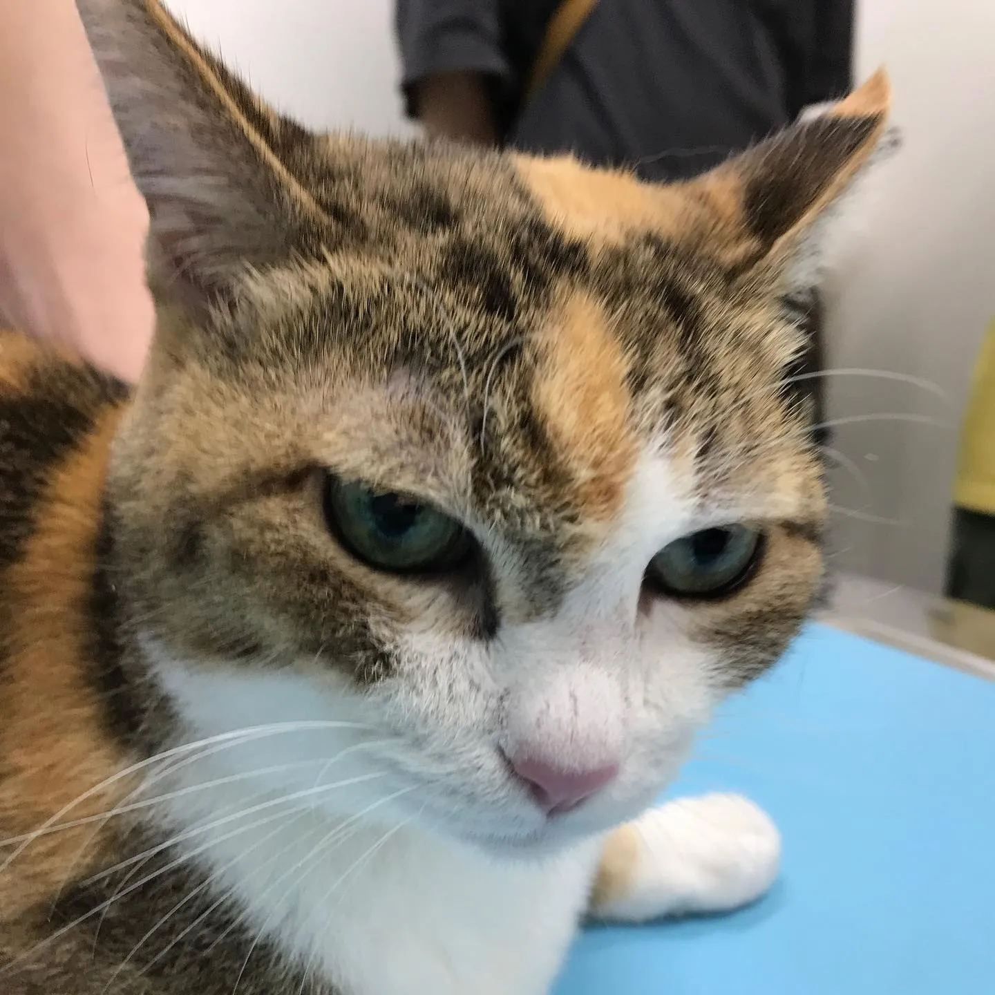 【肥満細胞腫切除　猫ちゃん】