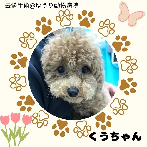 【去勢手術　犬ちゃん】