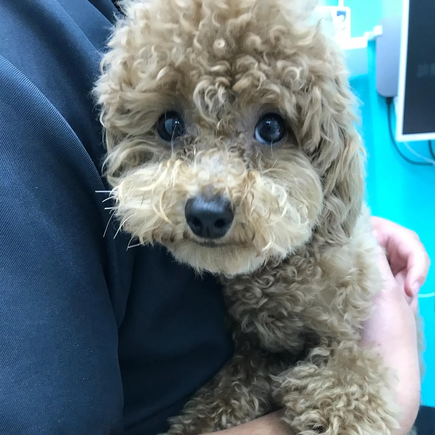 【去勢手術　犬ちゃん】