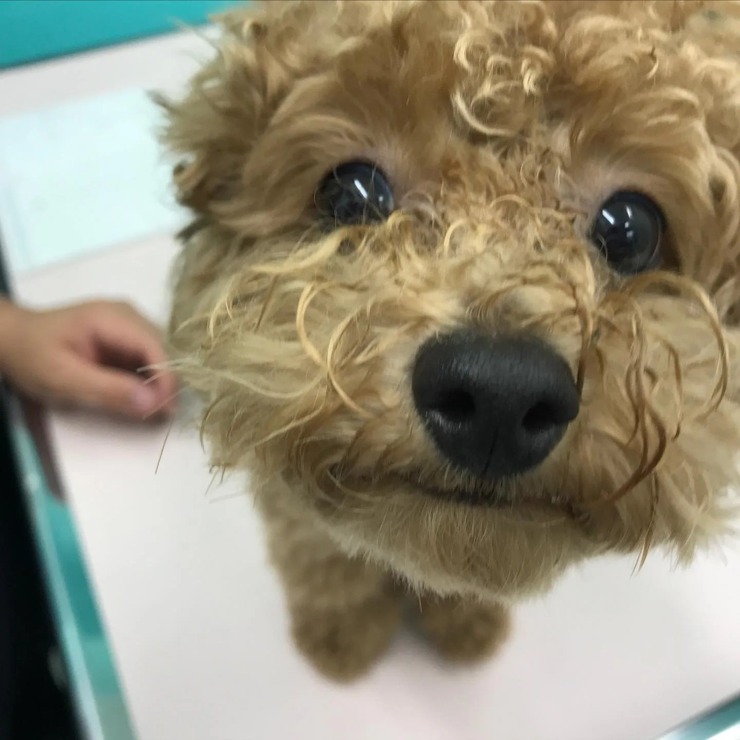 【去勢手術　犬ちゃん】