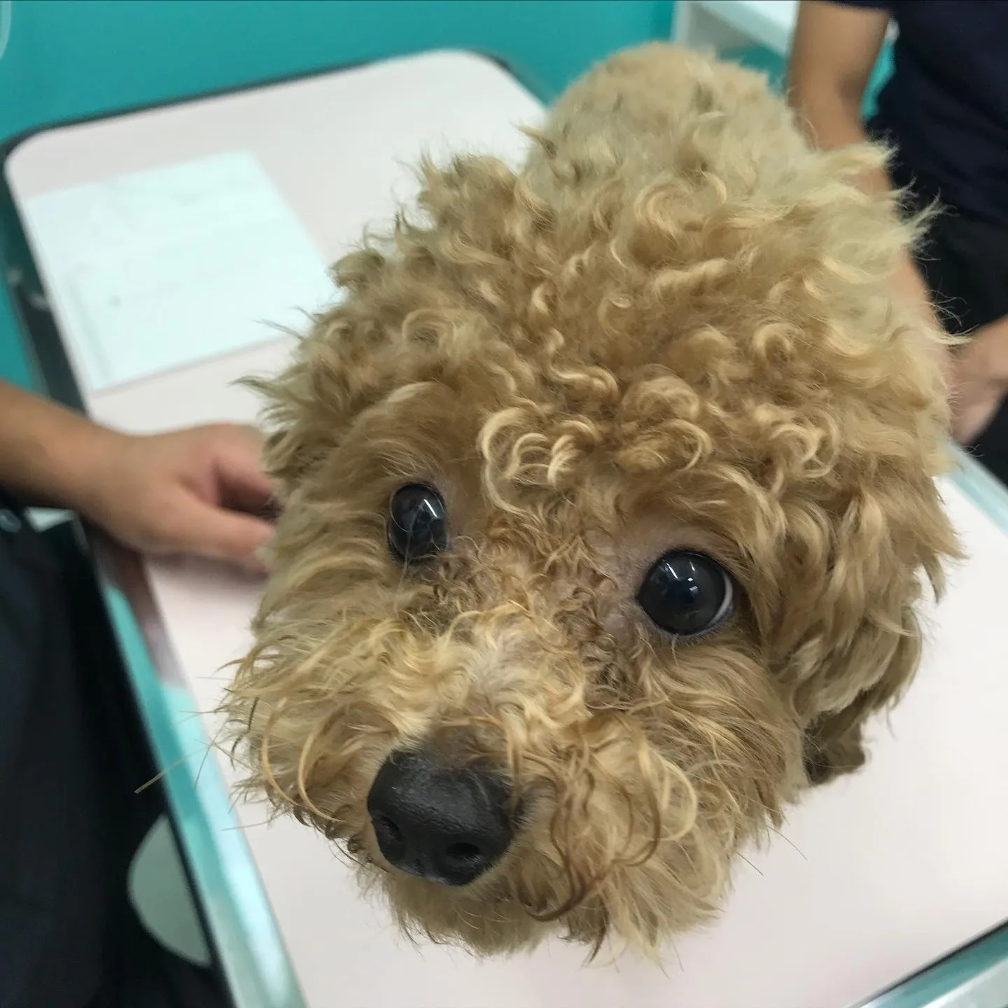 【去勢手術　犬ちゃん】