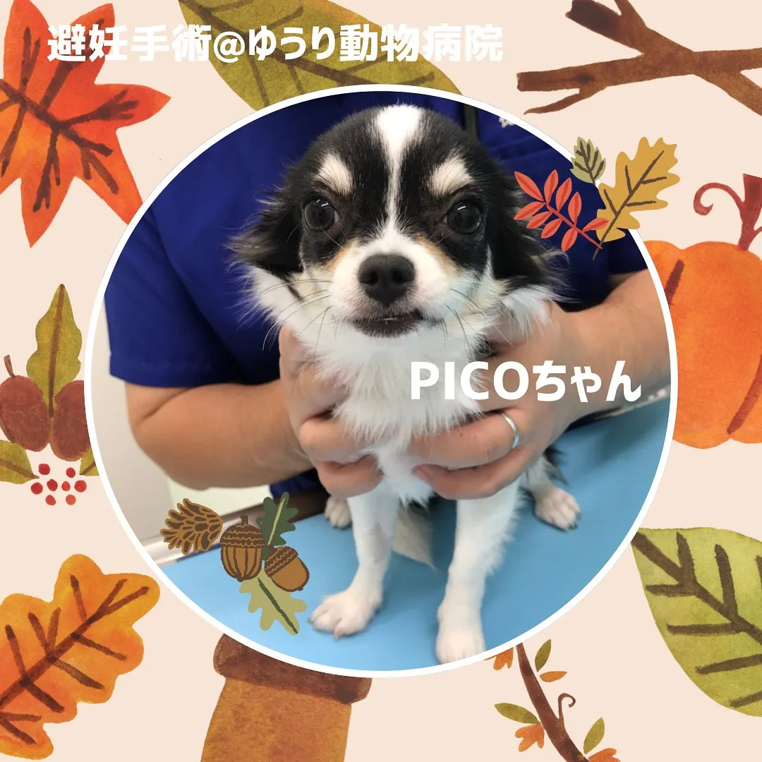 【避妊手術　犬ちゃん】