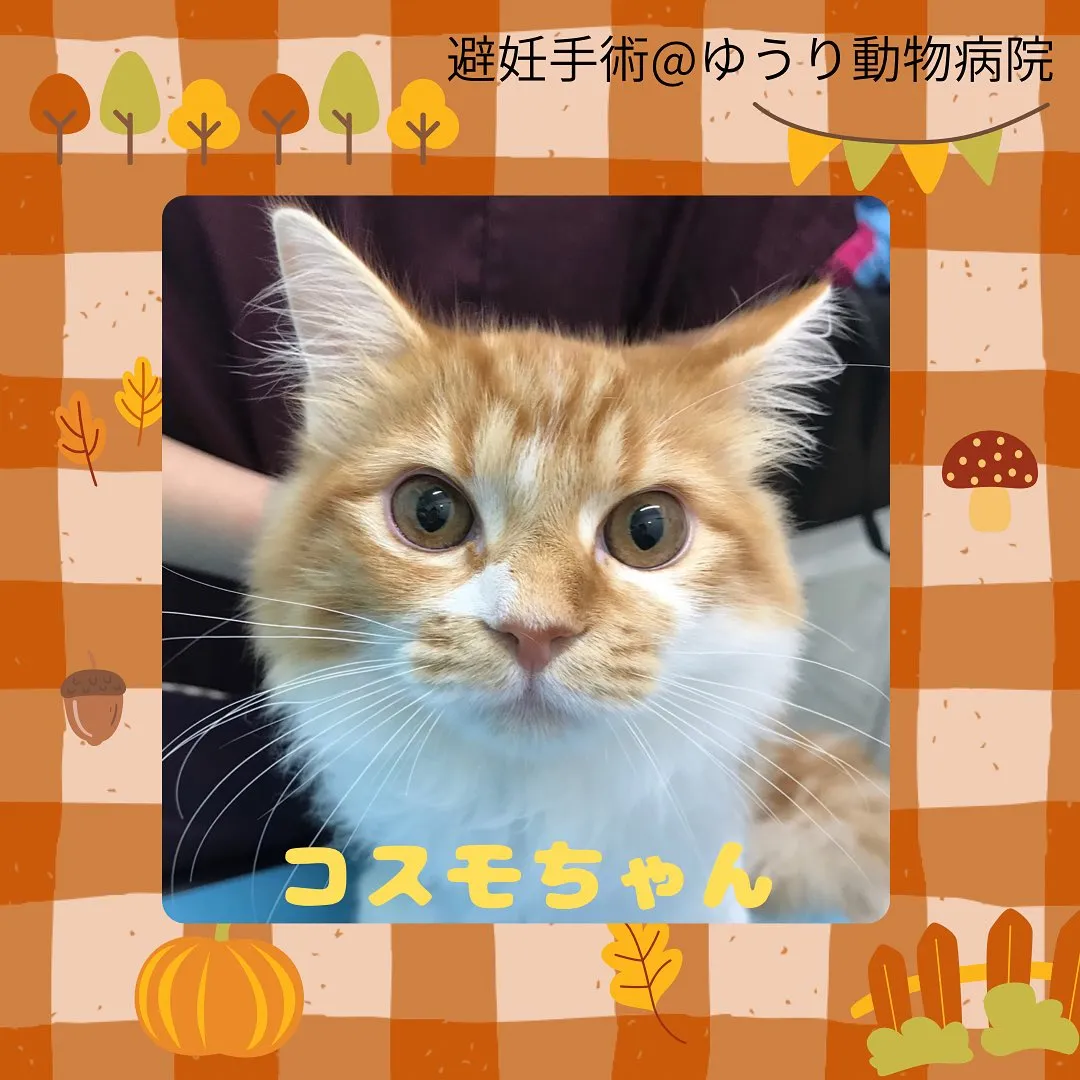 【避妊手術　猫ちゃん】