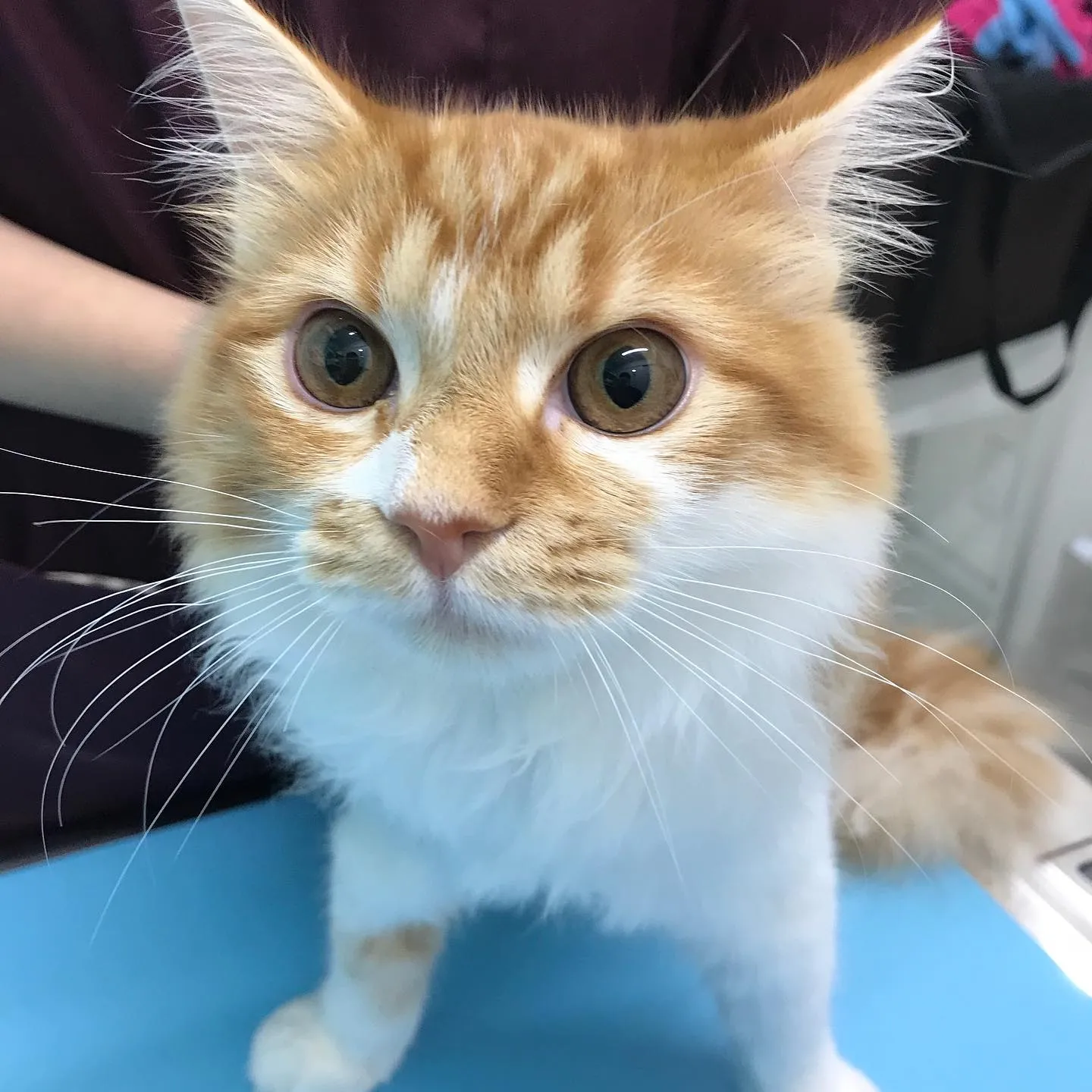 【避妊手術　猫ちゃん】