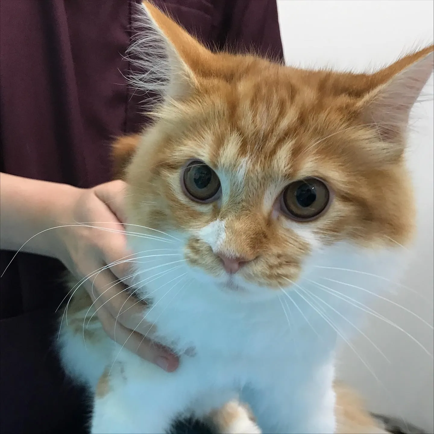 【避妊手術　猫ちゃん】